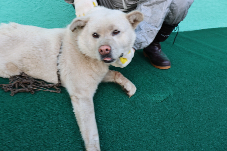 제주 동물보호센터_450650202400094